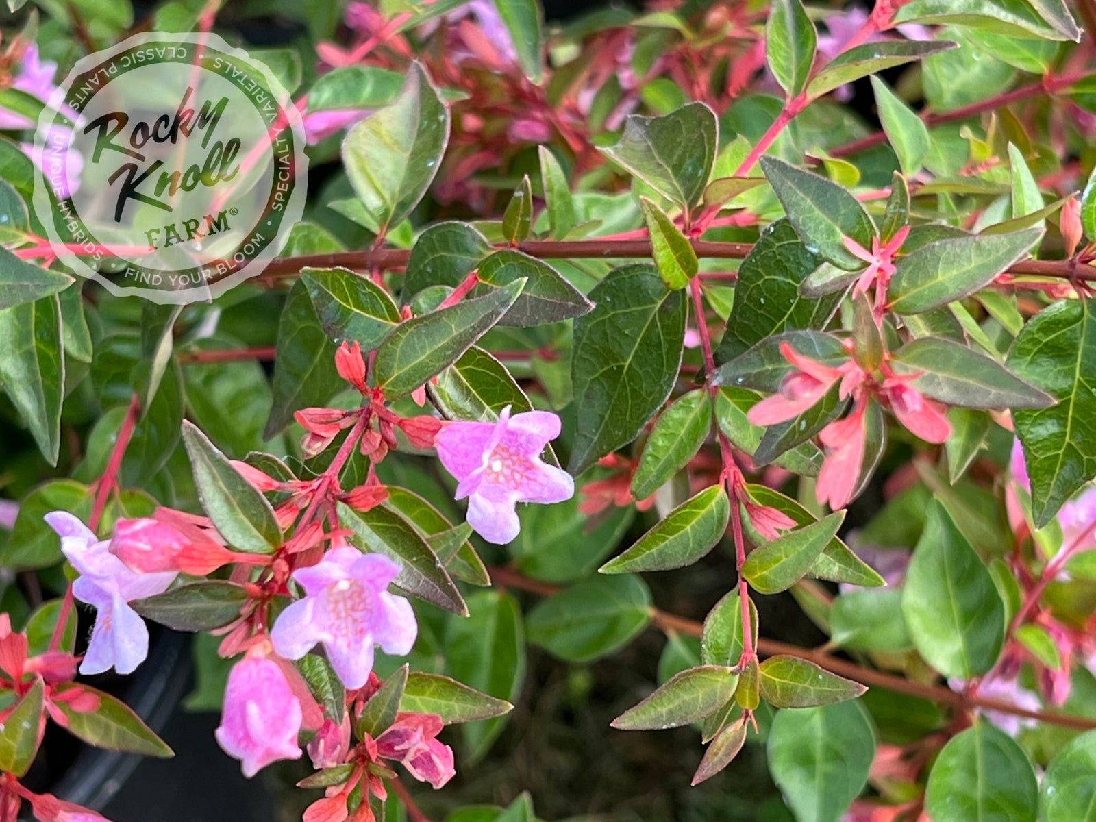 IMG_4232-142284_1600x.jpg?v=