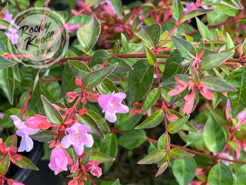 Abelia - Edward Goucher plant from Rocky Knoll Farm