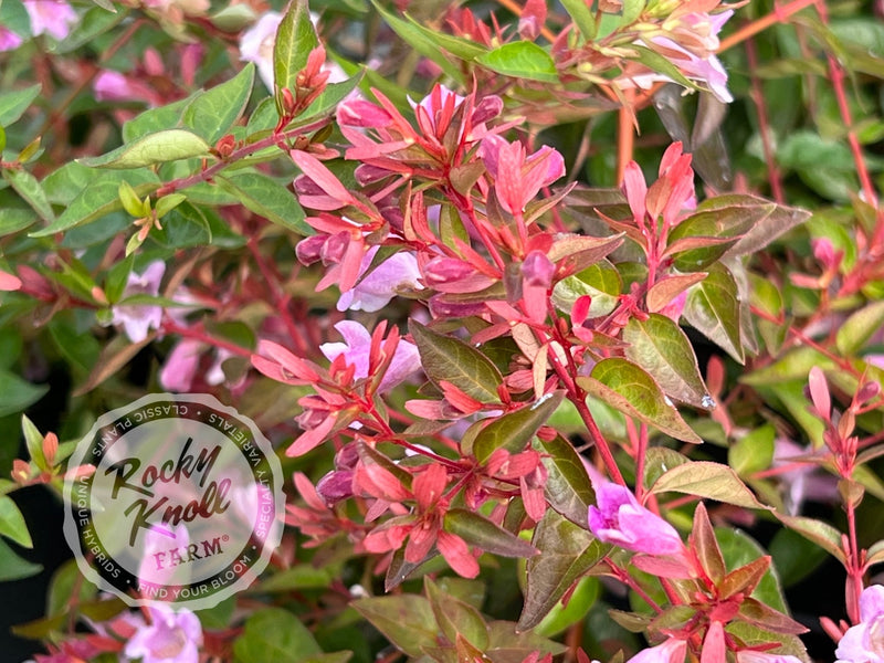 Abelia - Edward Goucher plant from Rocky Knoll Farm