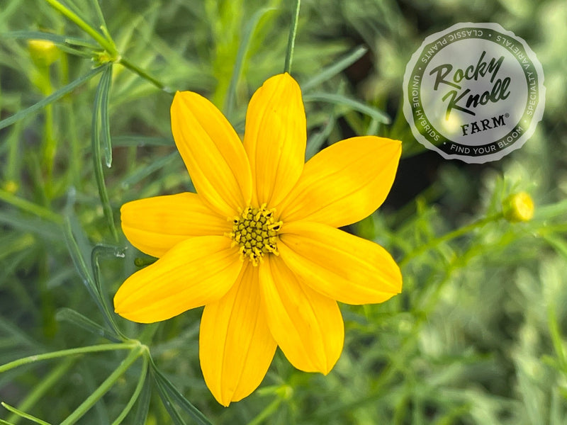 Coreopsis verticillata Zagreb (Threadleaf) plant from Rocky Knoll Farm