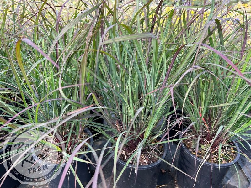 Blackhawks Andropogon gerardii plant from Rocky Knoll Farm
