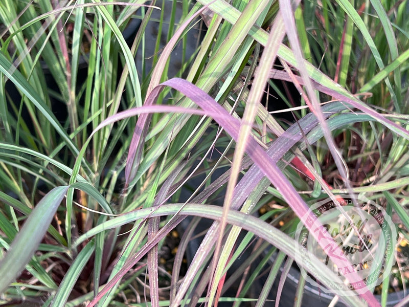 Blackhawks Andropogon gerardii plant from Rocky Knoll Farm