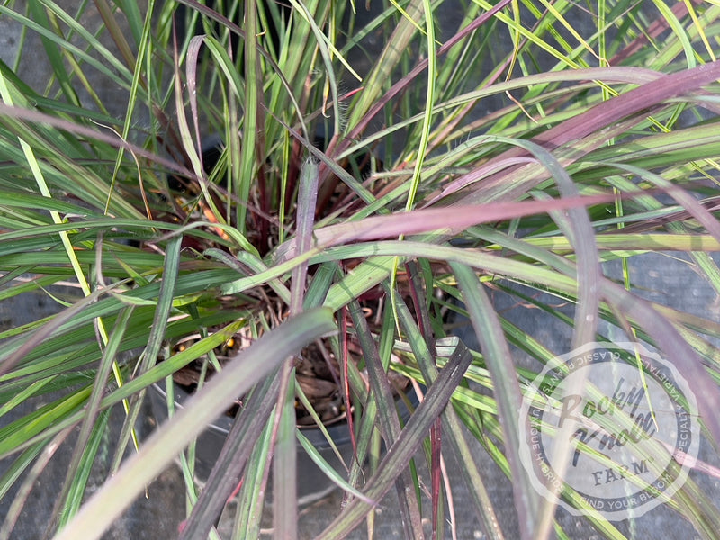 Blackhawks Andropogon gerardii plant from Rocky Knoll Farm