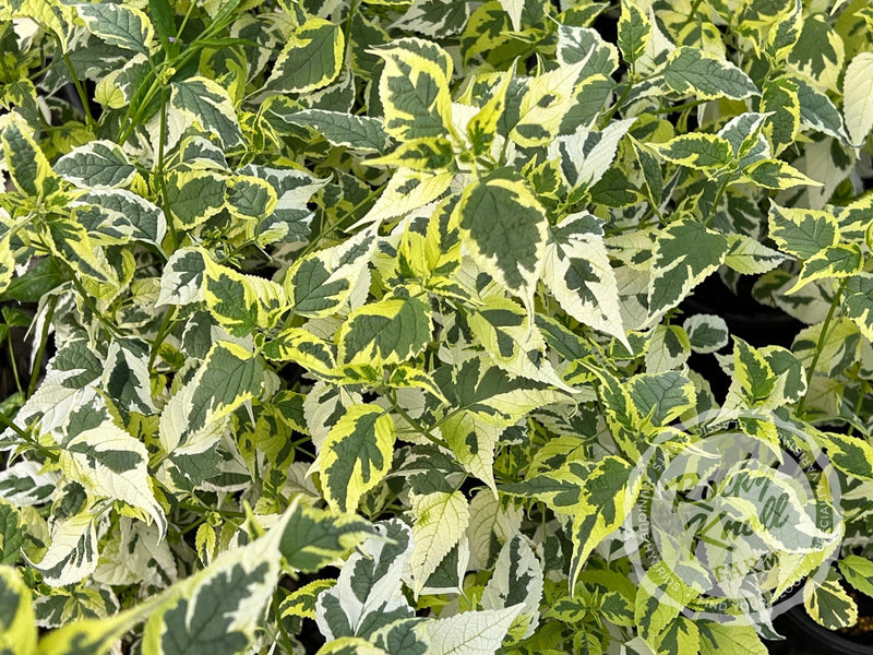 Caryopteris 'Snow Fairy' (Bluebeard) plant from Rocky Knoll Farm