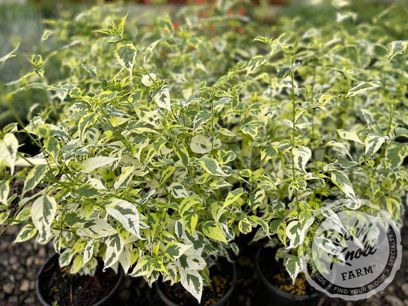 Caryopteris 'Snow Fairy' (Bluebeard) plant from Rocky Knoll Farm