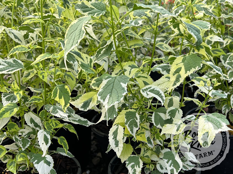Caryopteris 'Snow Fairy' (Bluebeard) plant from Rocky Knoll Farm