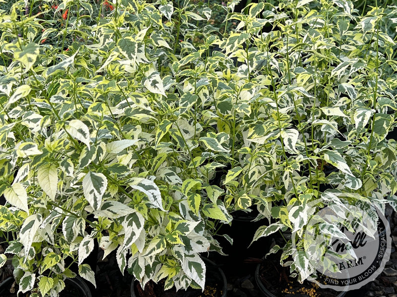 Caryopteris 'Snow Fairy' (Bluebeard) plant from Rocky Knoll Farm