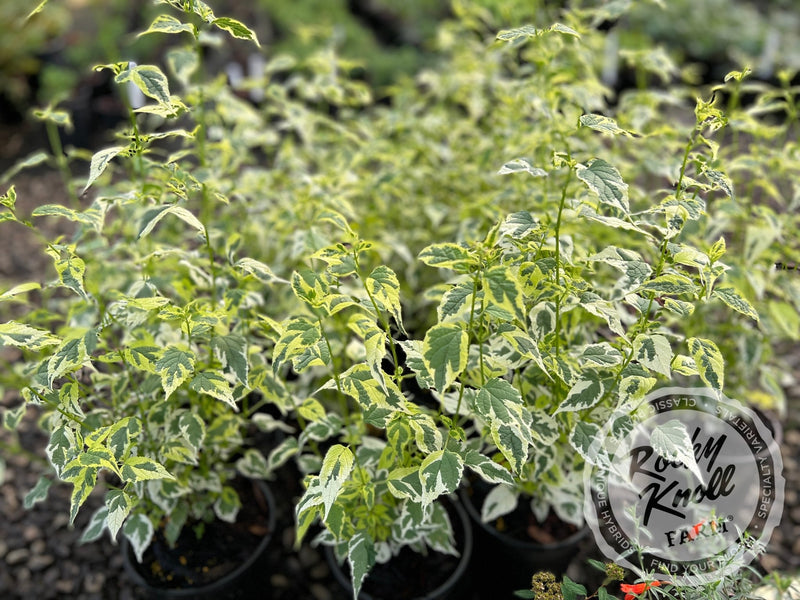 Caryopteris 'Snow Fairy' (Bluebeard) plant from Rocky Knoll Farm