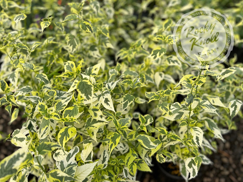 Caryopteris 'Snow Fairy' (Bluebeard) plant from Rocky Knoll Farm