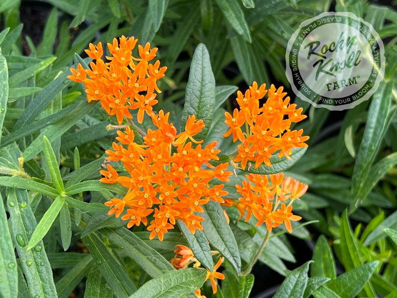 Butterfly Weed (Asclepias tuberosa) plant from Rocky Knoll Farm