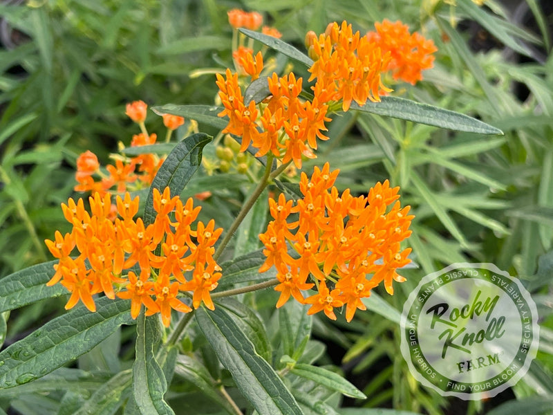 Butterfly Weed (Asclepias tuberosa) plant from Rocky Knoll Farm