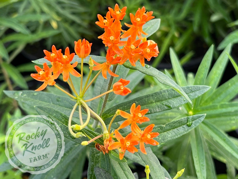 Butterfly Weed (Asclepias tuberosa) plant from Rocky Knoll Farm