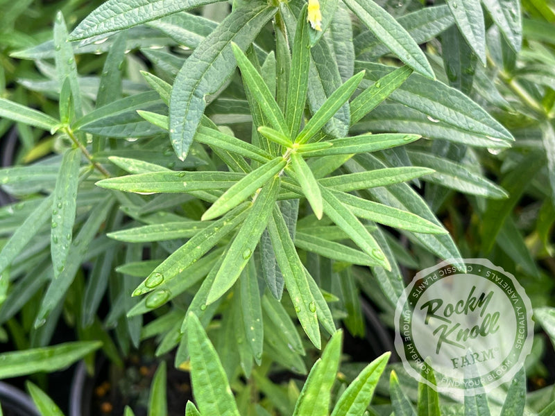Butterfly Weed (Asclepias tuberosa) plant from Rocky Knoll Farm