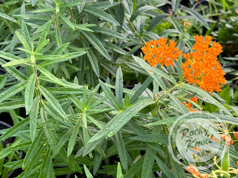 Butterfly Weed (Asclepias tuberosa) plant from Rocky Knoll Farm