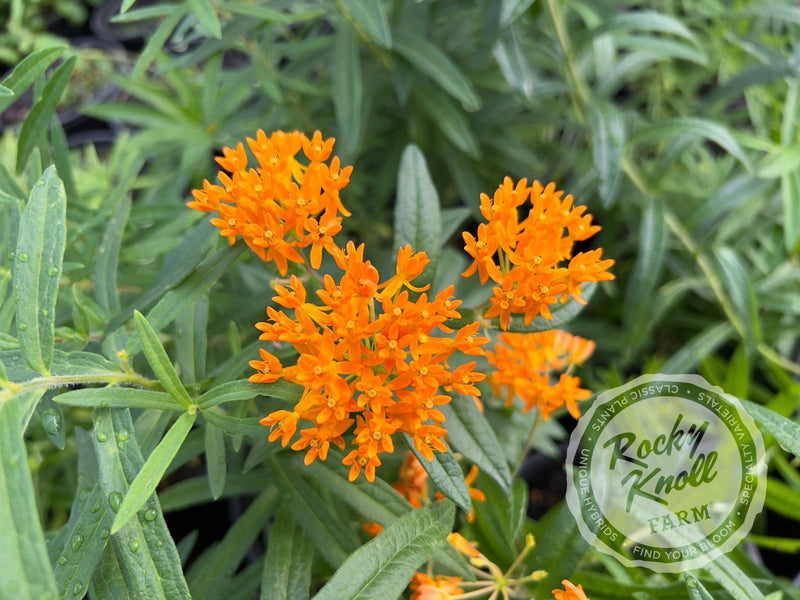 Butterfly Weed (Asclepias tuberosa) plant from Rocky Knoll Farm