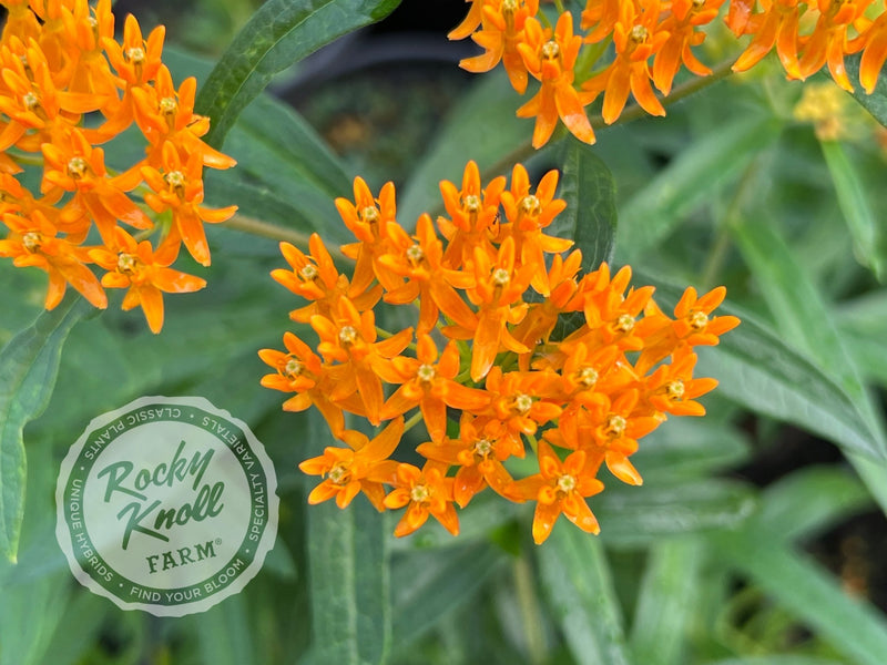Butterfly Weed (Asclepias tuberosa) plant from Rocky Knoll Farm