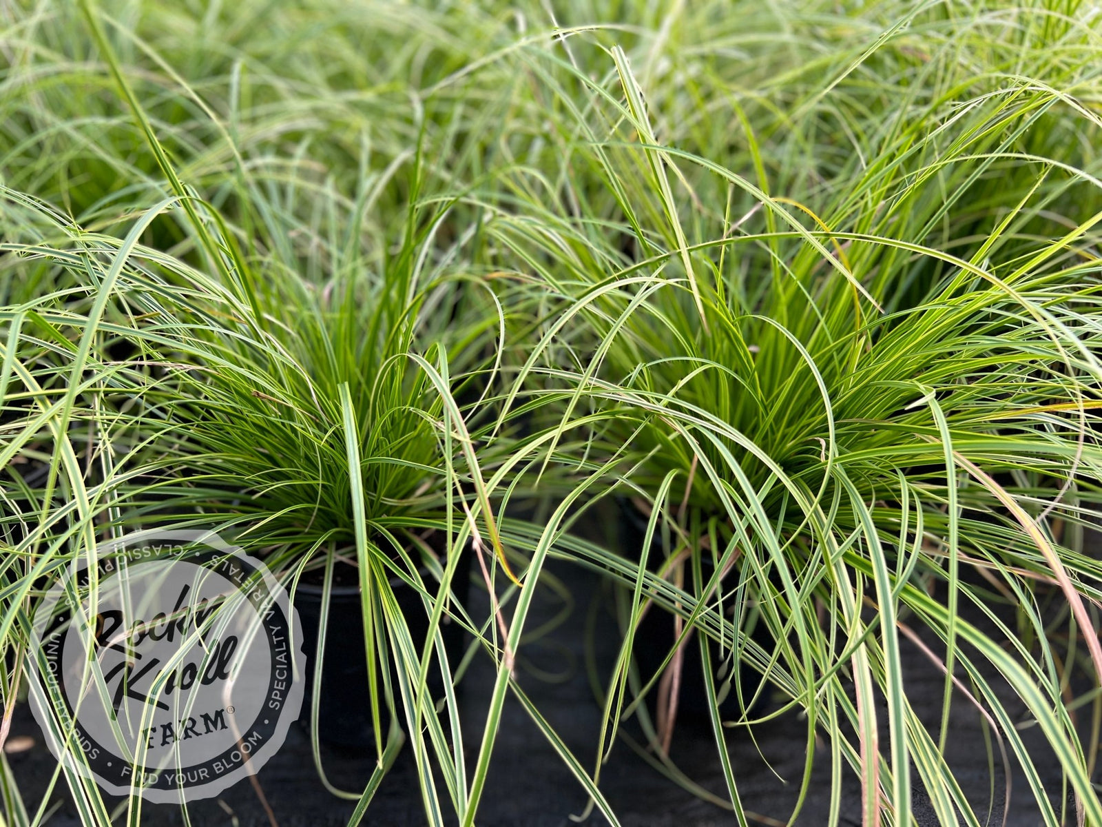 Carex 'Kaga-Nishiki' (Gold Fountains) - Rocky Knoll Farm