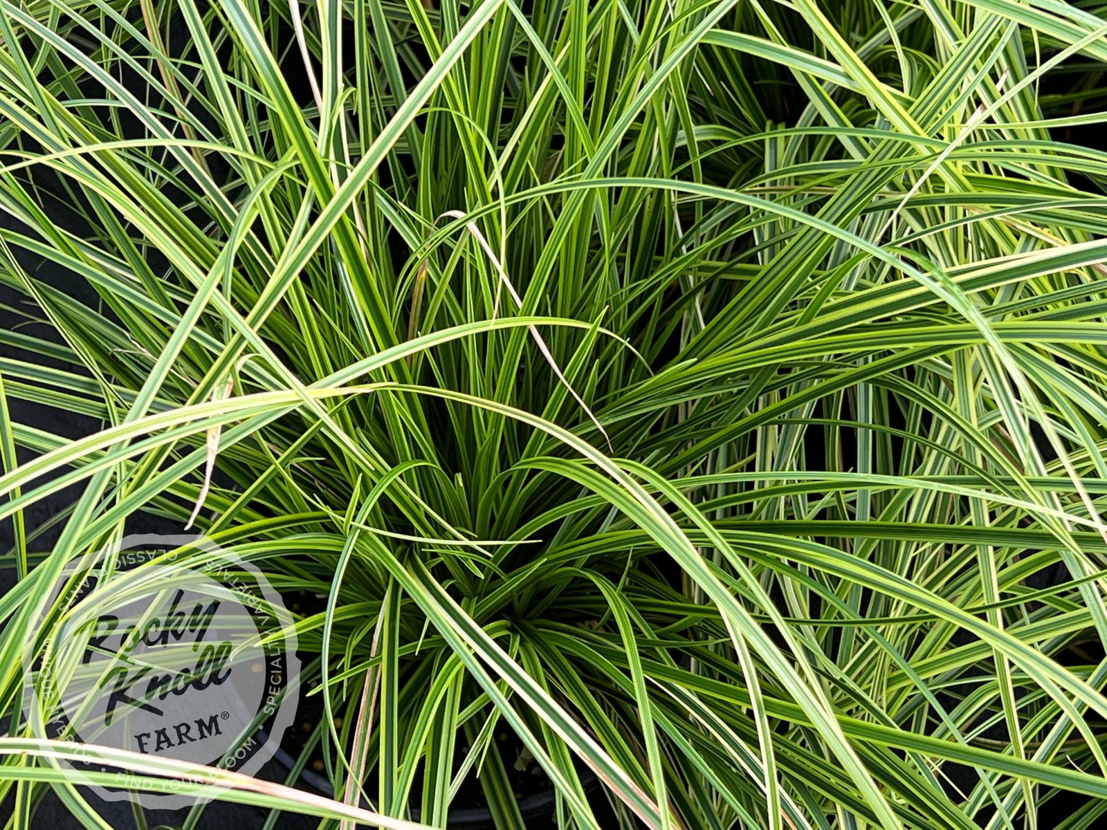 Carex 'Kaga-Nishiki' (Gold Fountains) - Rocky Knoll Farm