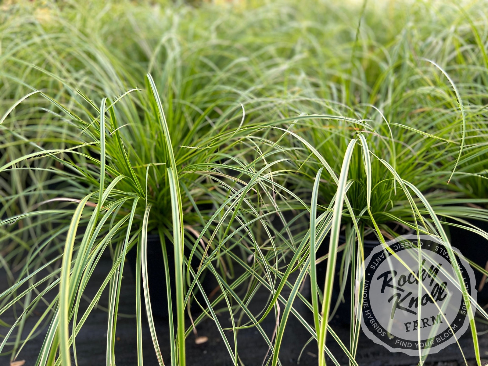 Carex 'Kaga-Nishiki' (Gold Fountains) - Rocky Knoll Farm