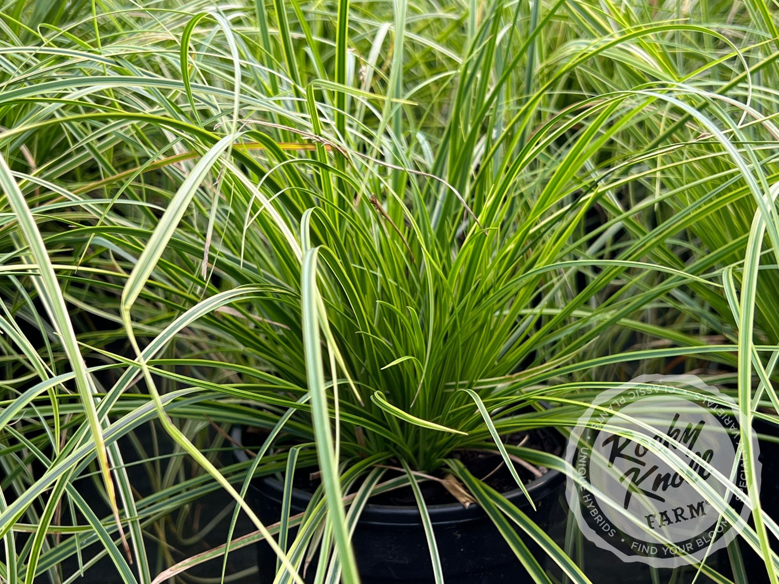 nishihiroページ　HYSTRIC GRAMOUR Carex 'Kaga-Nishiki' (Gold Fountains) - Rocky Knoll Farm