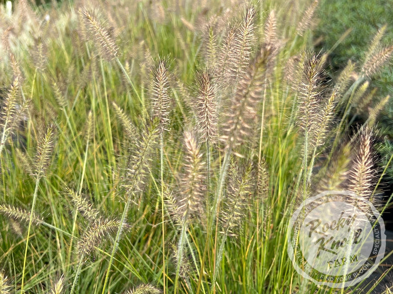 Hameln Dwarf Fountain Grass - Pennisetum alopecuroides plant from Rocky Knoll Farm