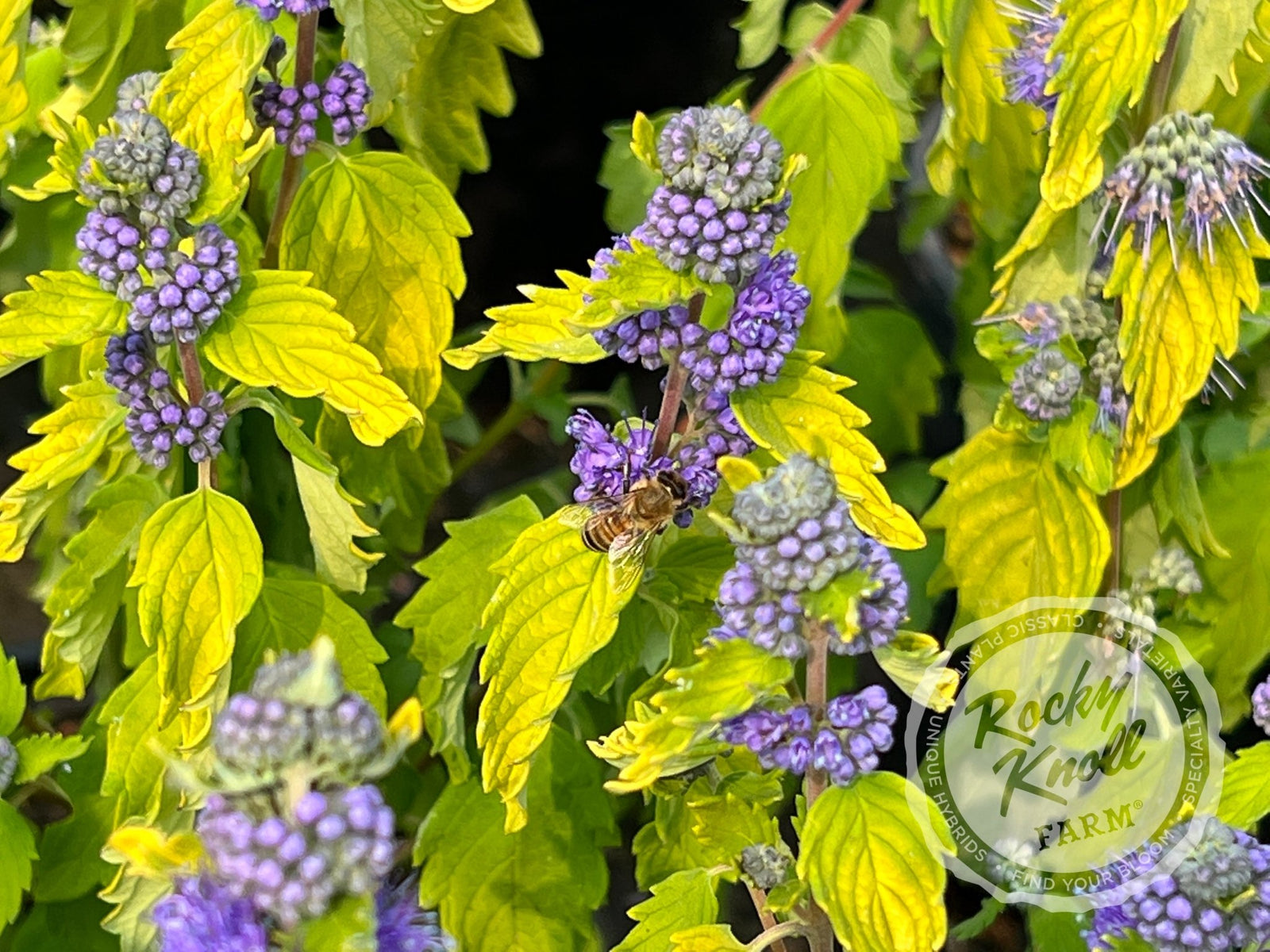 Caryopteris 'Hint of Gold' (Bluebeard)