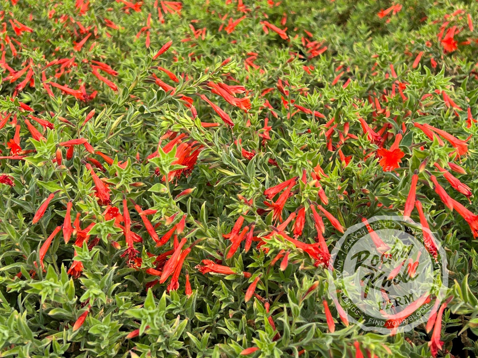 Zauschneria 'Orange Carpet' California Fuchsia - Rocky Knoll Farm