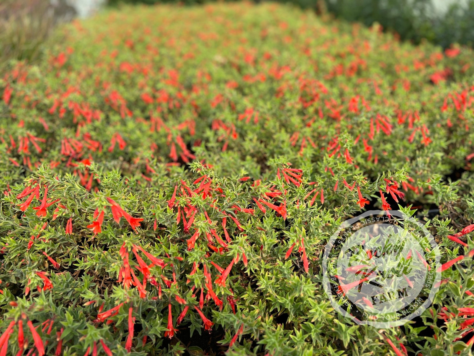 ユキエモンジャムラボ2点キャットガーデン赤ボタニカルサックスオーダー Zauschneria 'Orange Carpet' California Fuchsia - Rocky Knoll Farm