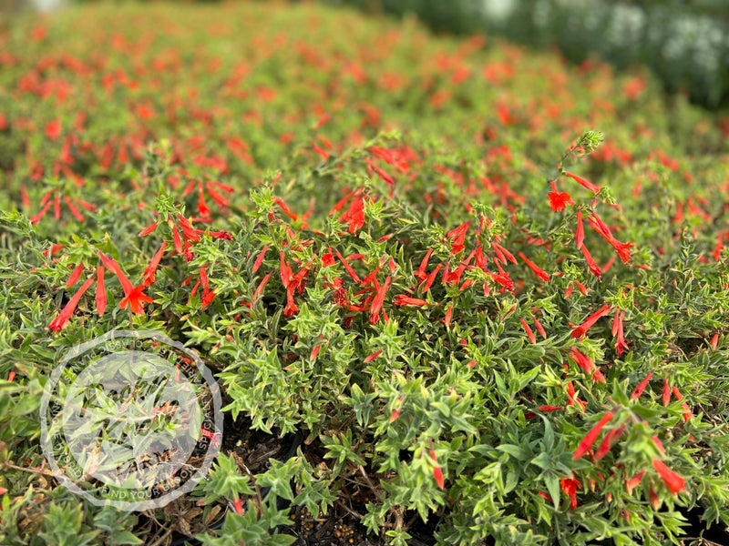 Zauschneria 'Orange Carpet' California Fuchsia plant from Rocky Knoll Farm