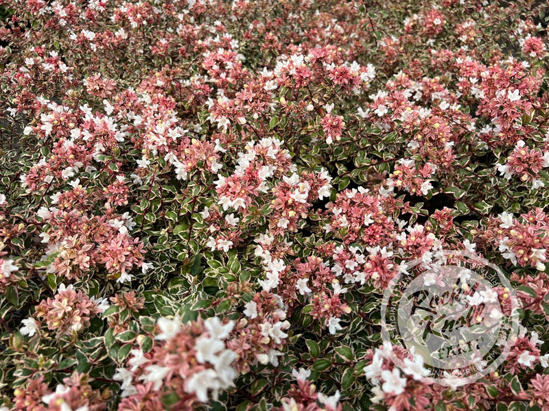 Abelia - Magic Daydream plant from Rocky Knoll Farm