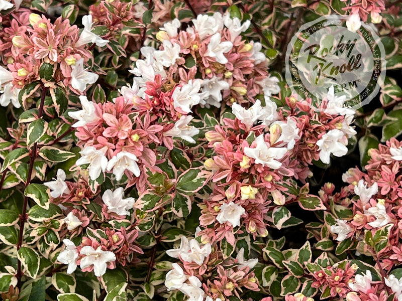 Abelia - Magic Daydream plant from Rocky Knoll Farm