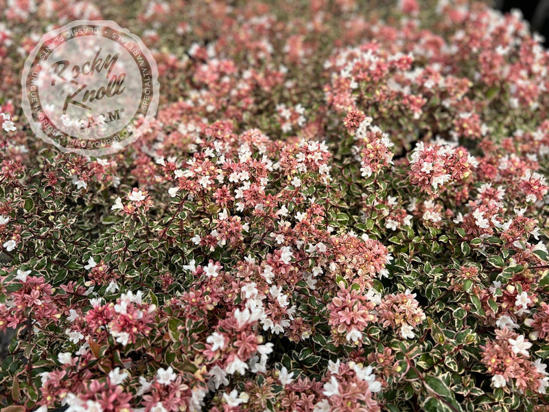 Abelia - Magic Daydream plant from Rocky Knoll Farm