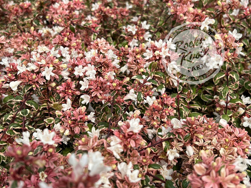 Abelia - Magic Daydream plant from Rocky Knoll Farm