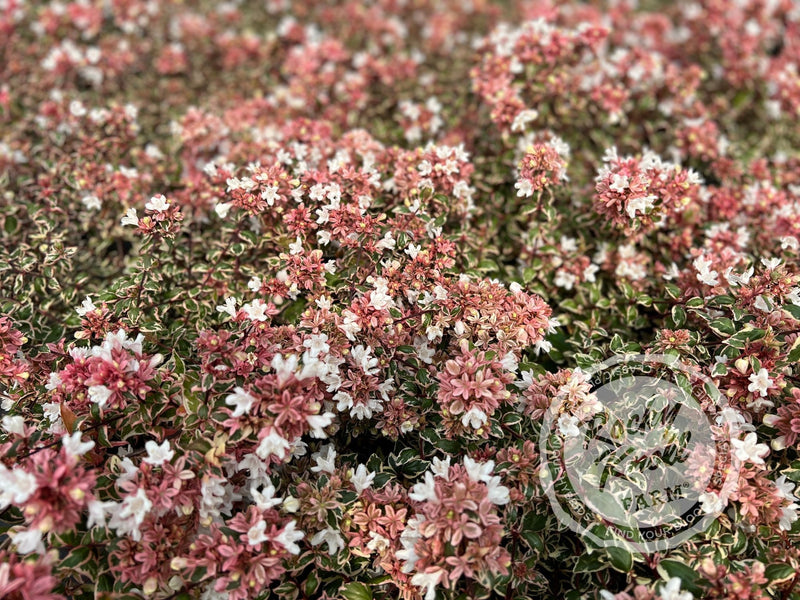 Abelia - Magic Daydream plant from Rocky Knoll Farm