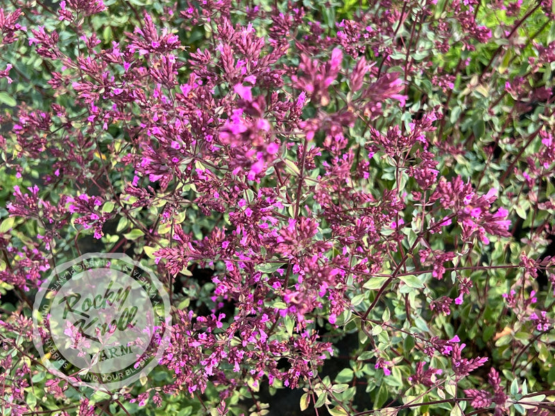 Herrenhausen ornamental oregano plant from Rocky Knoll Farm