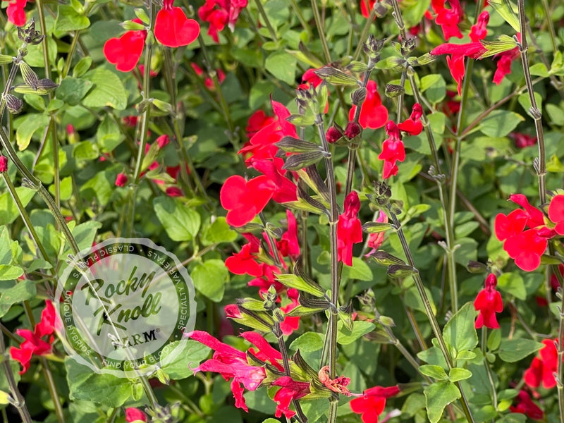 Hot Lips Salvia (Sage) plant from Rocky Knoll Farm