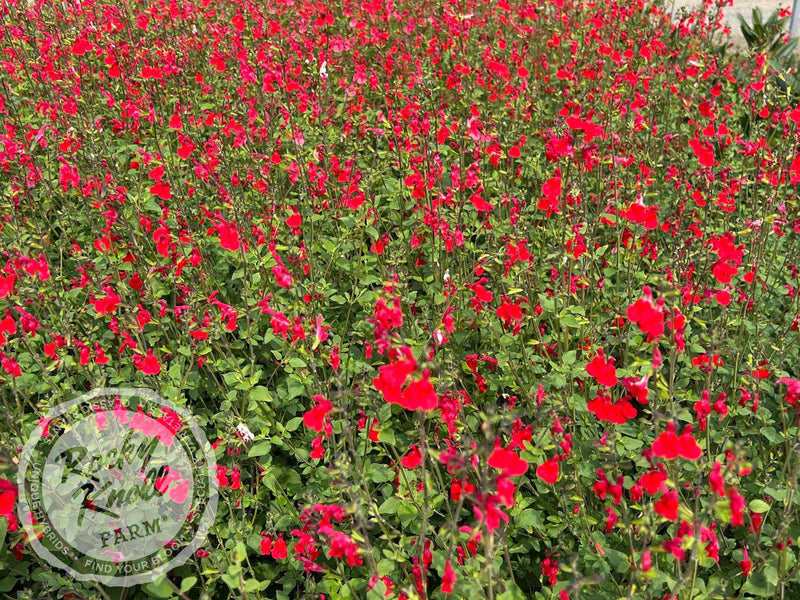 Hot Lips Salvia (Sage) plant from Rocky Knoll Farm