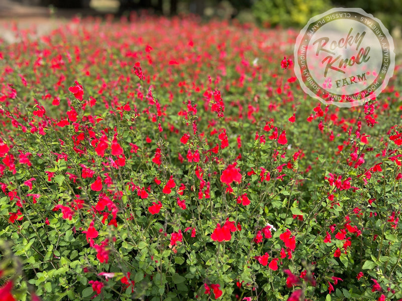 Hot Lips Salvia (Sage) plant from Rocky Knoll Farm