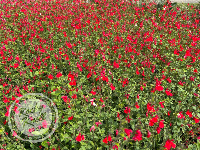 Hot Lips Salvia (Sage) plant from Rocky Knoll Farm