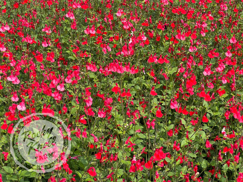 Hot Lips Salvia (Sage) plant from Rocky Knoll Farm
