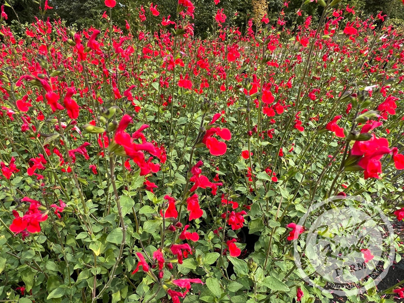 Hot Lips Salvia (Sage) plant from Rocky Knoll Farm