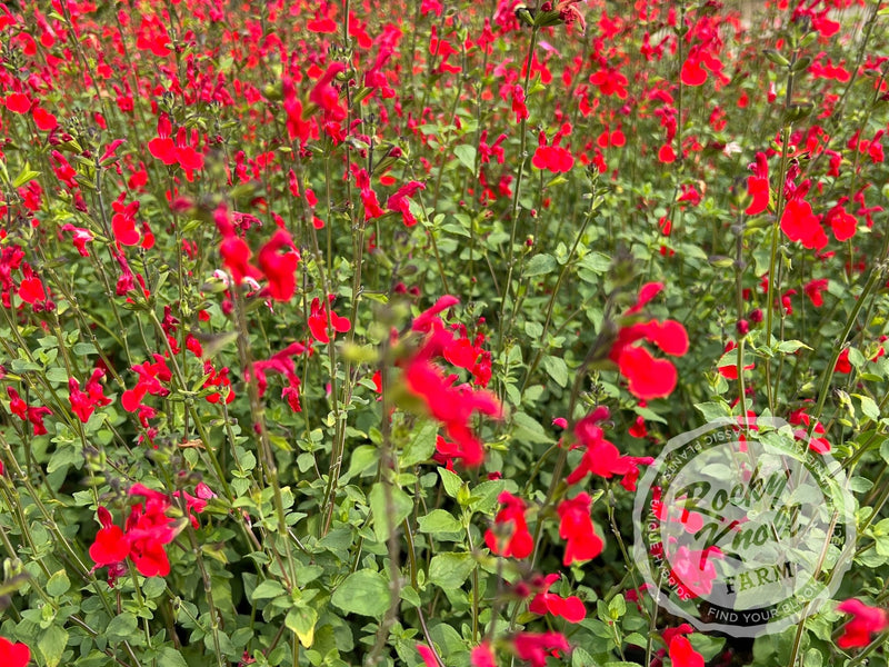 Hot Lips Salvia (Sage) plant from Rocky Knoll Farm