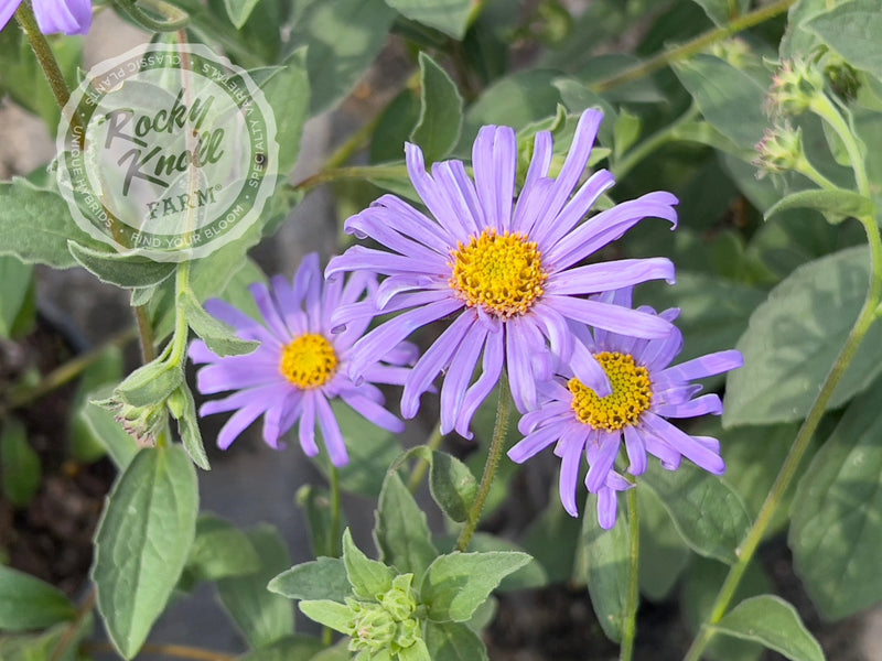 Mönch Aster x frikartii plant from Rocky Knoll Farm