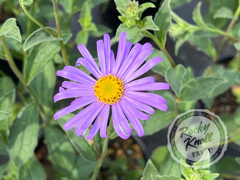 Mönch Aster x frikartii plant from Rocky Knoll Farm