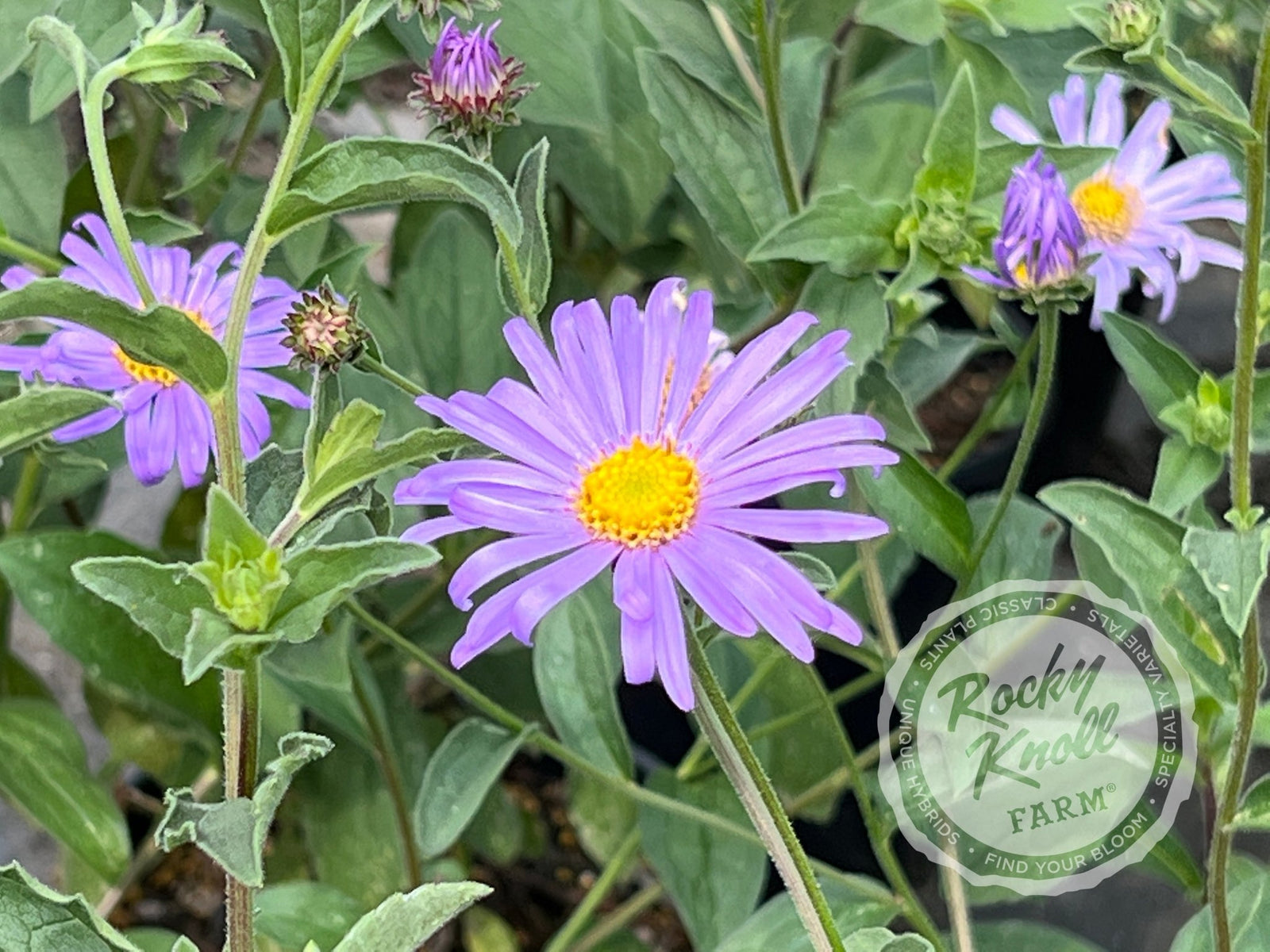 Mönch Aster x frikartii