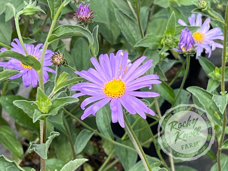 Mönch Aster x frikartii plant from Rocky Knoll Farm