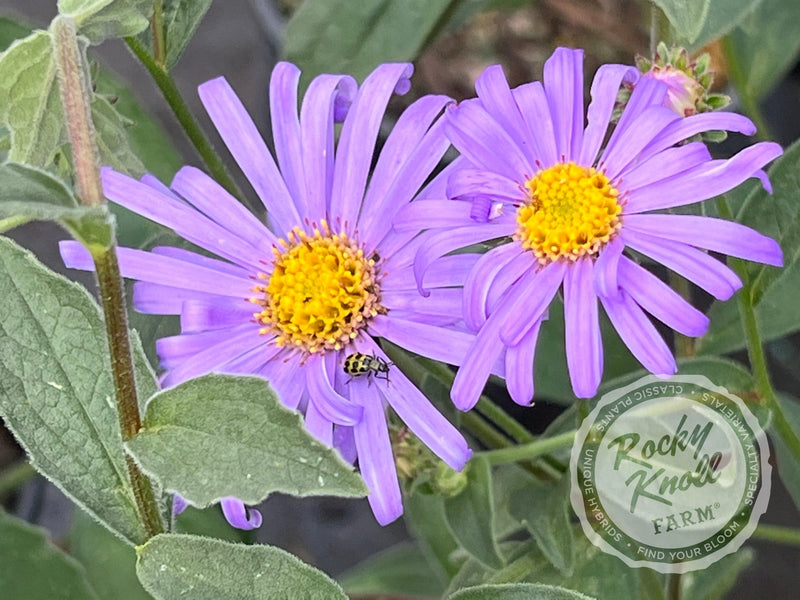Mönch Aster x frikartii plant from Rocky Knoll Farm