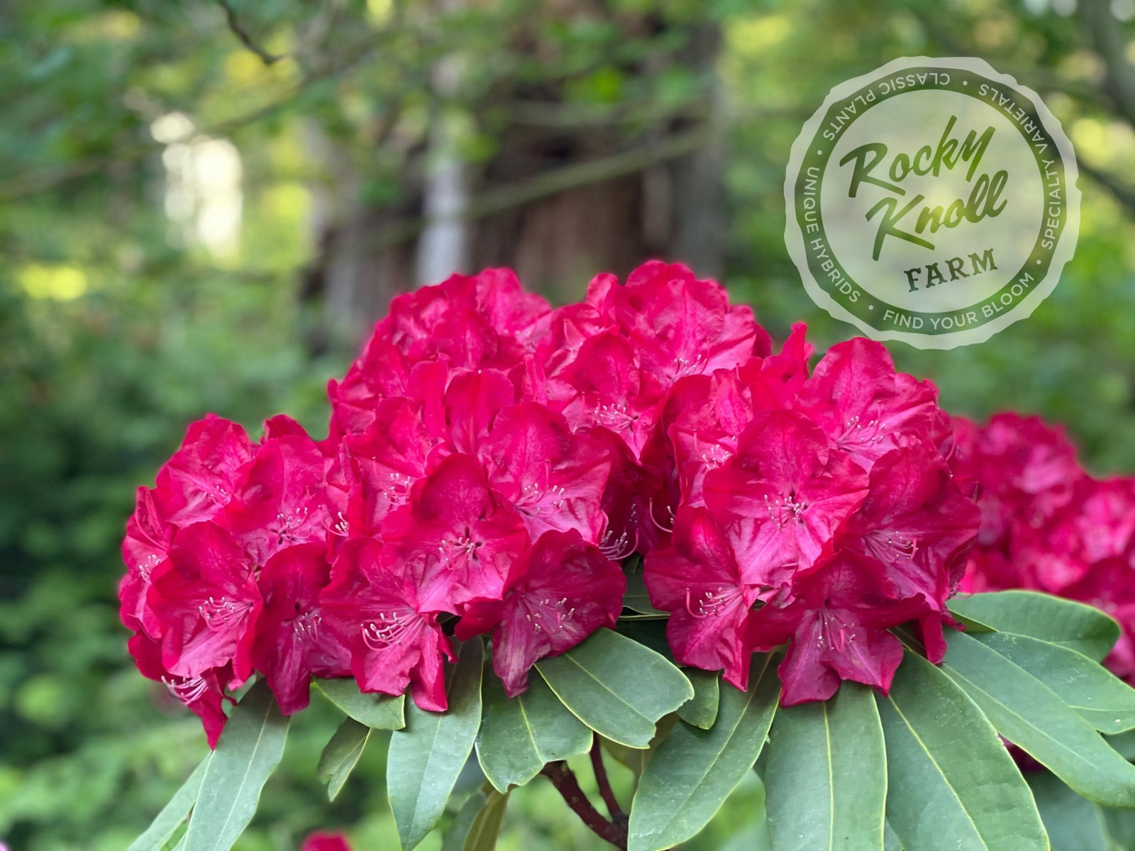 Lem's Stormcloud - Rocky Knoll Farm