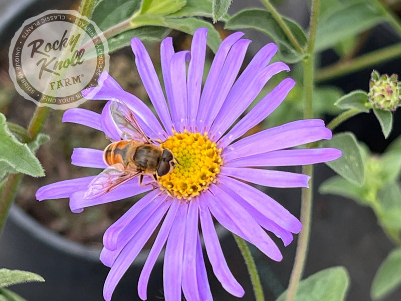 Mönch Aster x frikartii plant from Rocky Knoll Farm
