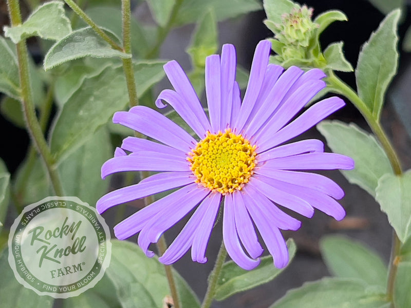Mönch Aster x frikartii plant from Rocky Knoll Farm